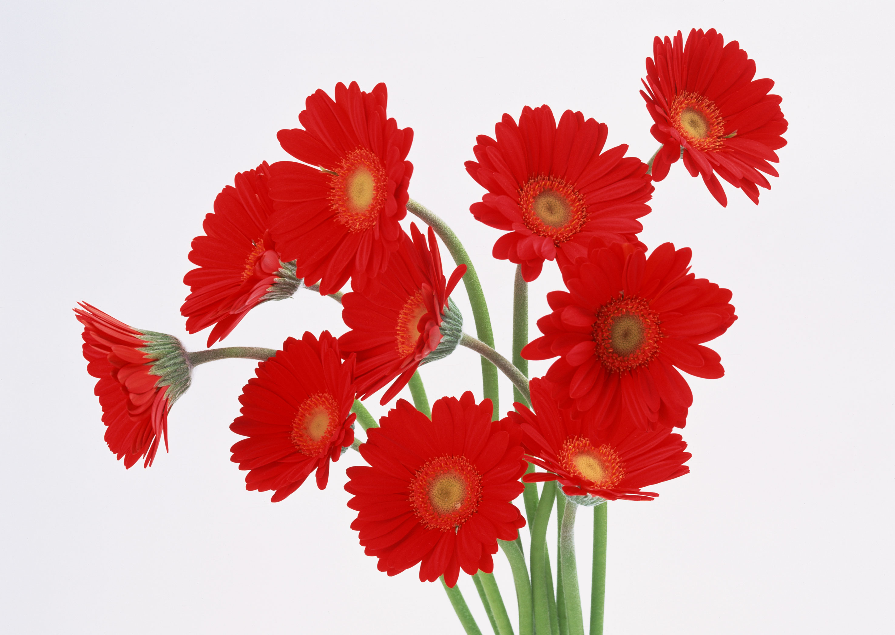 �W���p���l�C���X�N�[�����Ɛ��̊F�l��