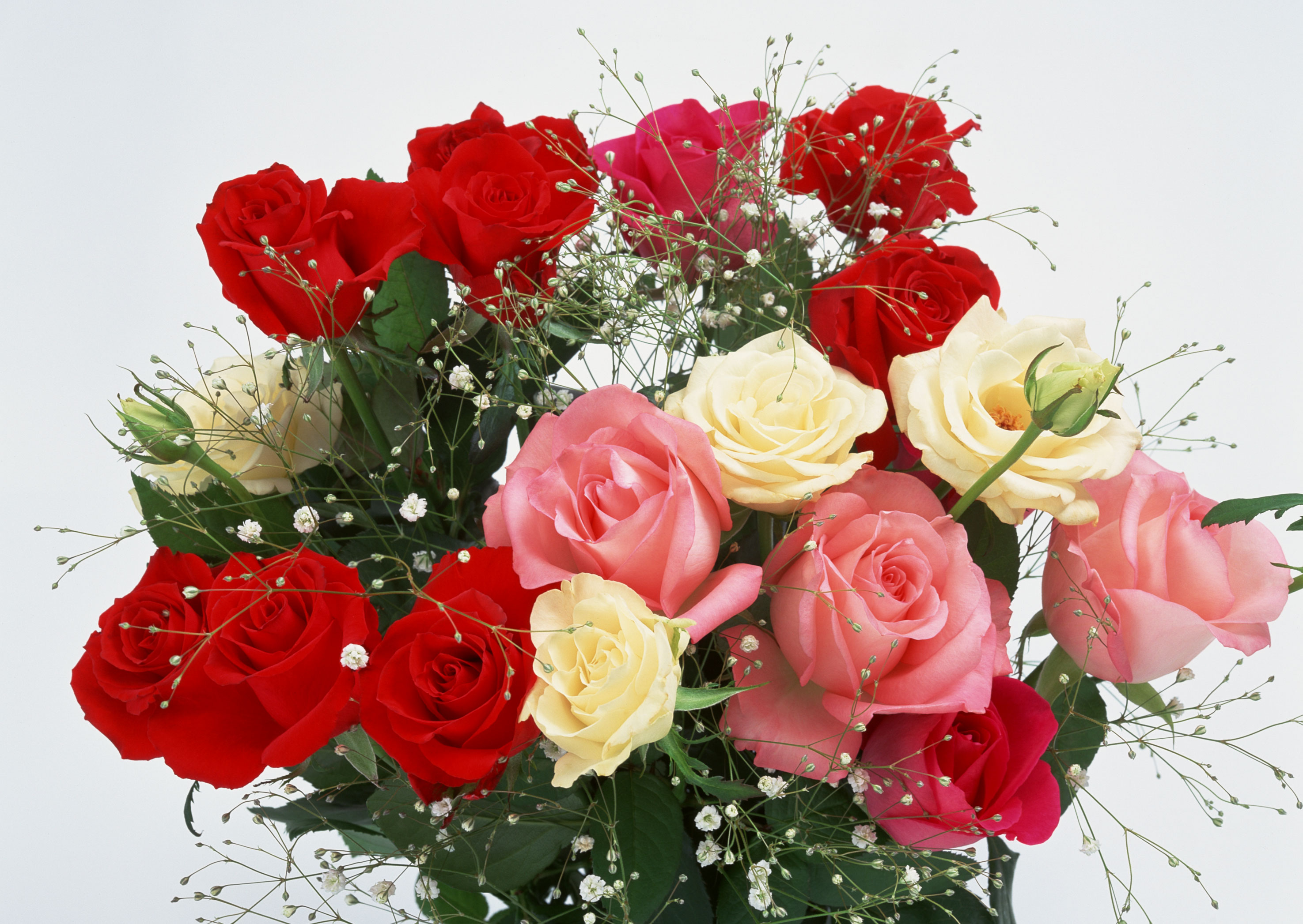 �l�C���X�g���l�@�l�C���X�g��W